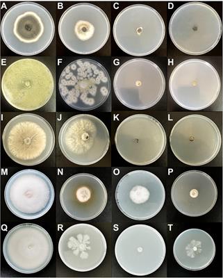 Antifungal activity of the volatile organic compounds produced by Ceratocystis fimbriata strains WSJK-1 and Mby